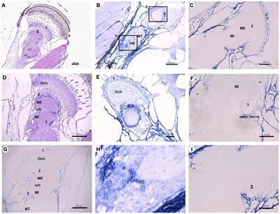 Potent ovarian development as being stimulated by cocktail hormone in the female Scylla olivacea